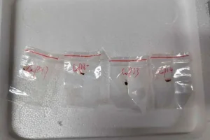 Chinese Scientists Charged in U.S. Bioweapon Smuggling Case