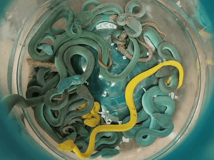 Indian Arrested at Mumbai Airport for Snake Smuggling