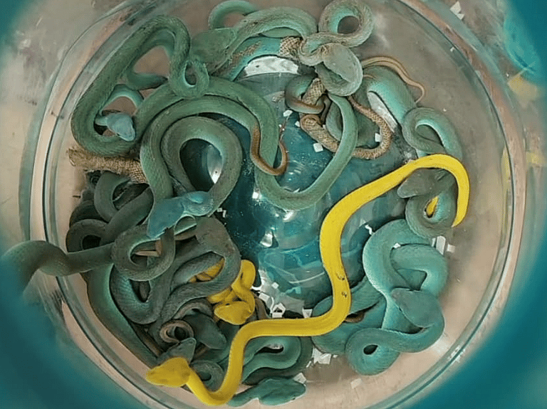 Indian Arrested at Mumbai Airport for Snake Smuggling