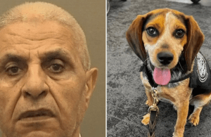 Egyptian Tourist Deported for Kicking CBP Beagle at Airport