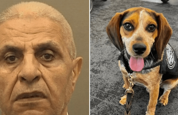 Egyptian Tourist Deported for Kicking CBP Beagle at Airport