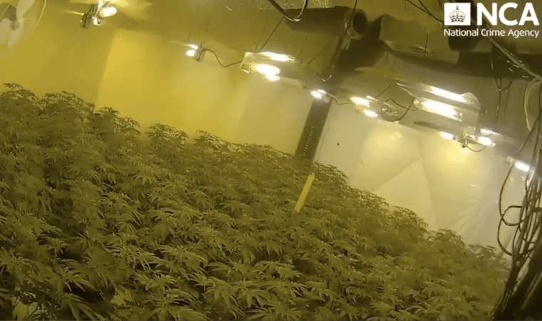 Eight Jailed for Running Major UK Cannabis Farms Exploiting Migrants