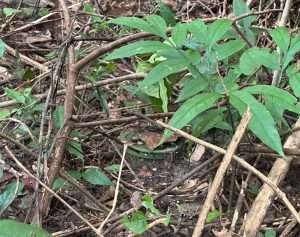 Thailand Cambodian Soldiers Plant Landmine in Surin