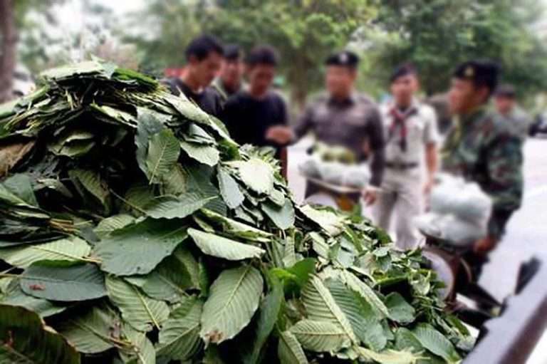 Chiang Mai Teens Busted for Kratom Syrup Operation
