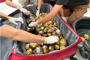 Egyptian Smuggler Caught with 187 Tortoises